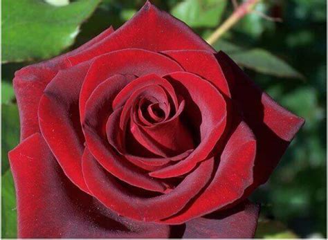 Finding the Best Black Magic Roses: Explore Local Availability